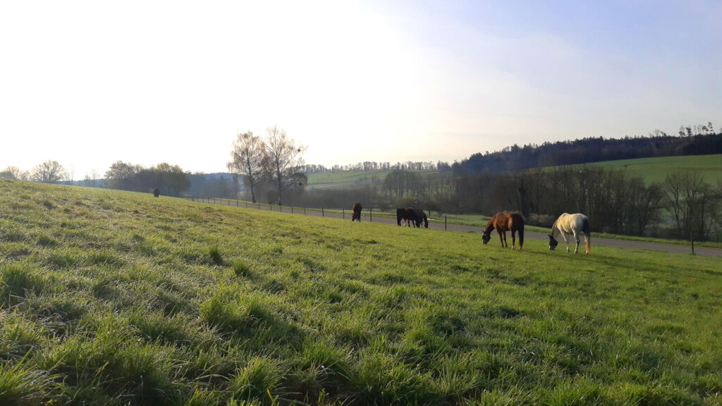 Unsere Wallach-Gruppe freut sich über das neue Gras am frühen Morgen.